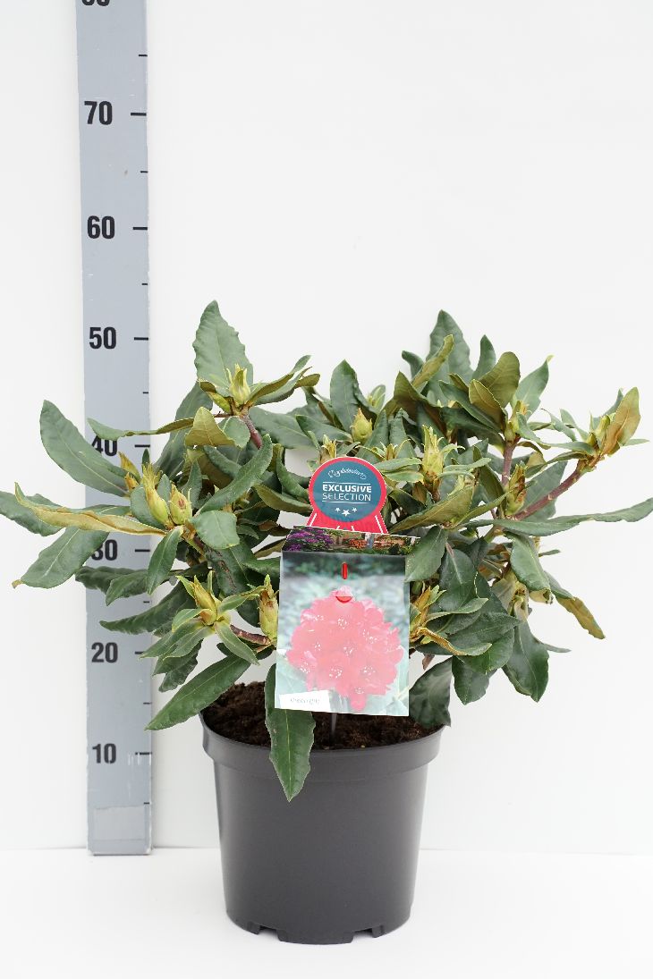 Rhododendron &