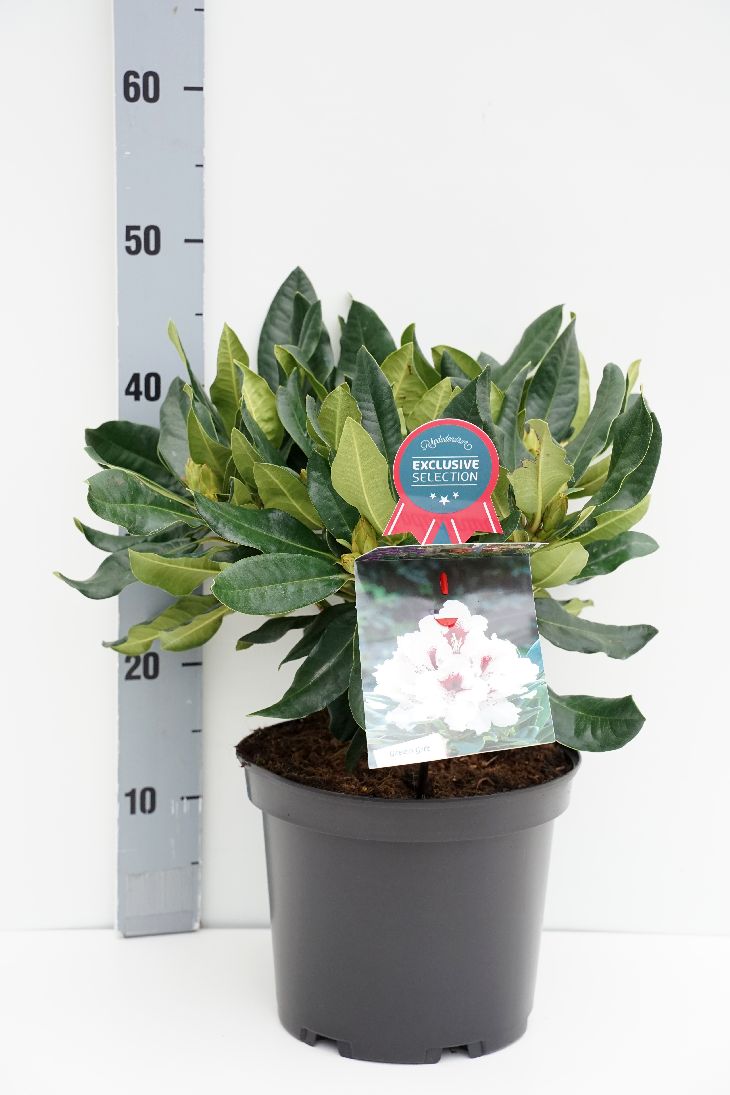 Rhododendron Hachmann&