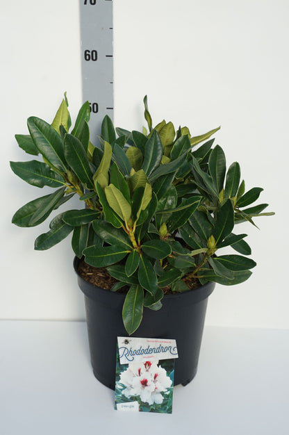 Rhododendron &