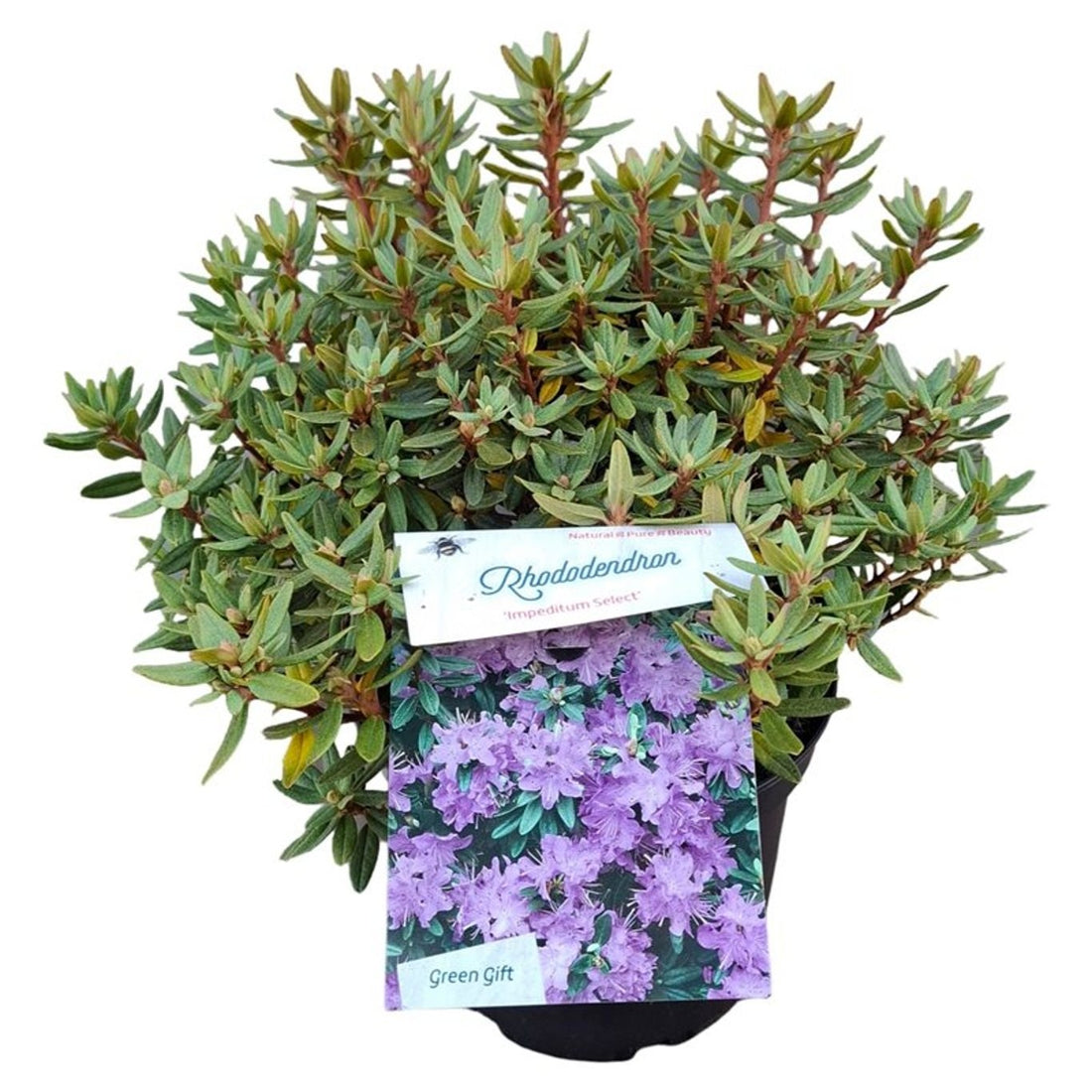 Rododendron &