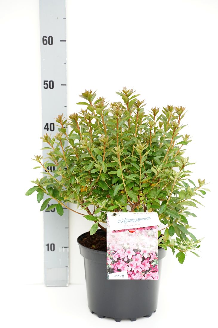 Rhododendron (AJ) &