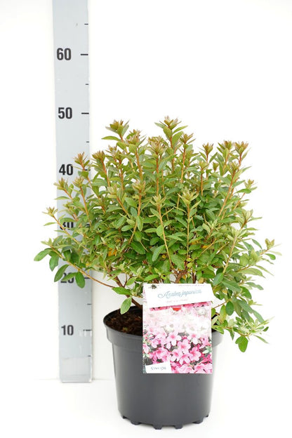 Rhododendron (AJ) &