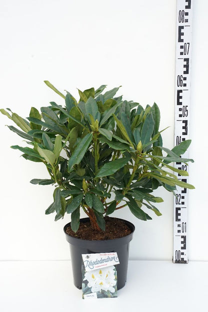 Rhododendron &