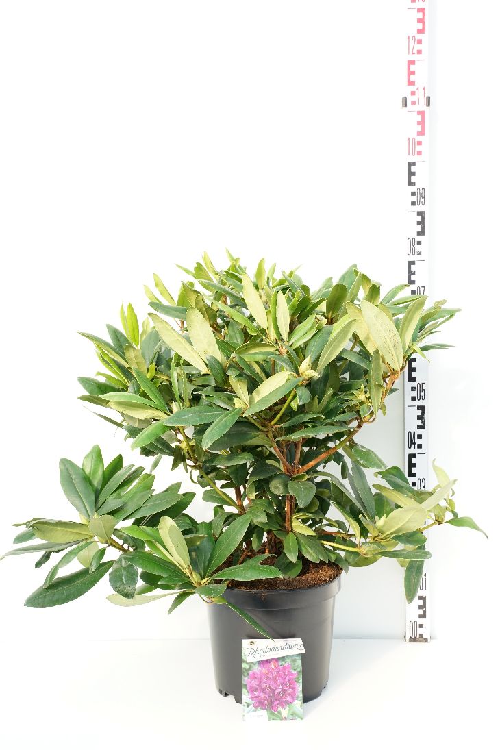 Rododendron &