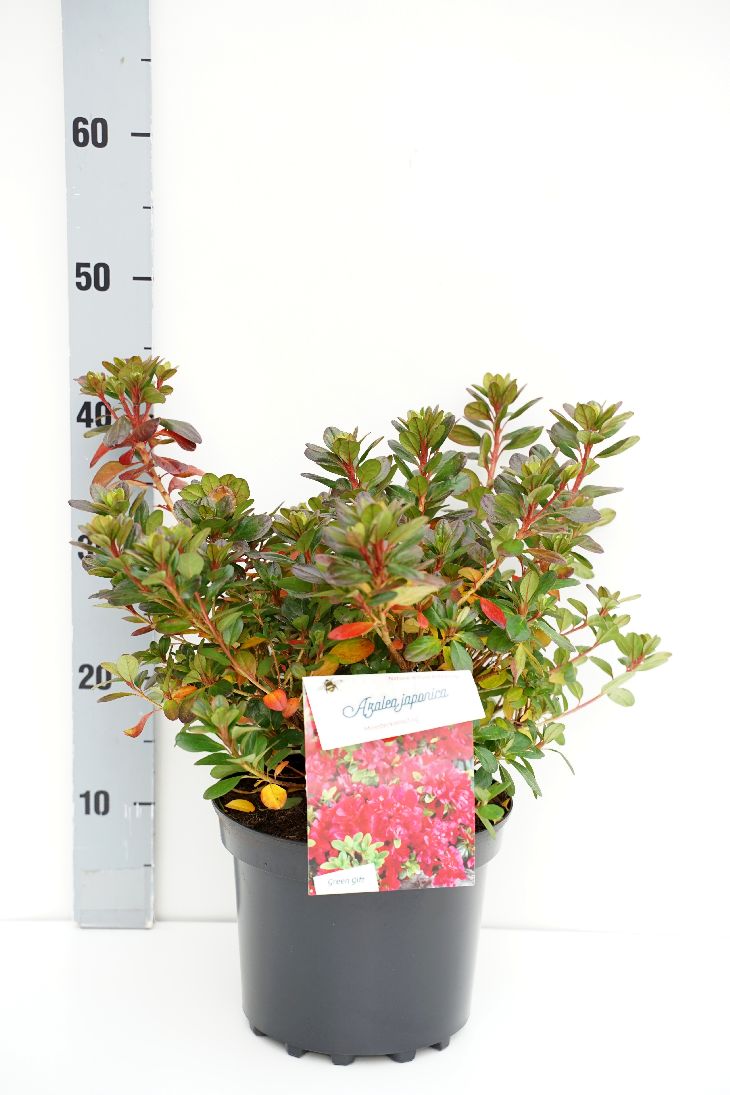 Rododendron (AJ) &