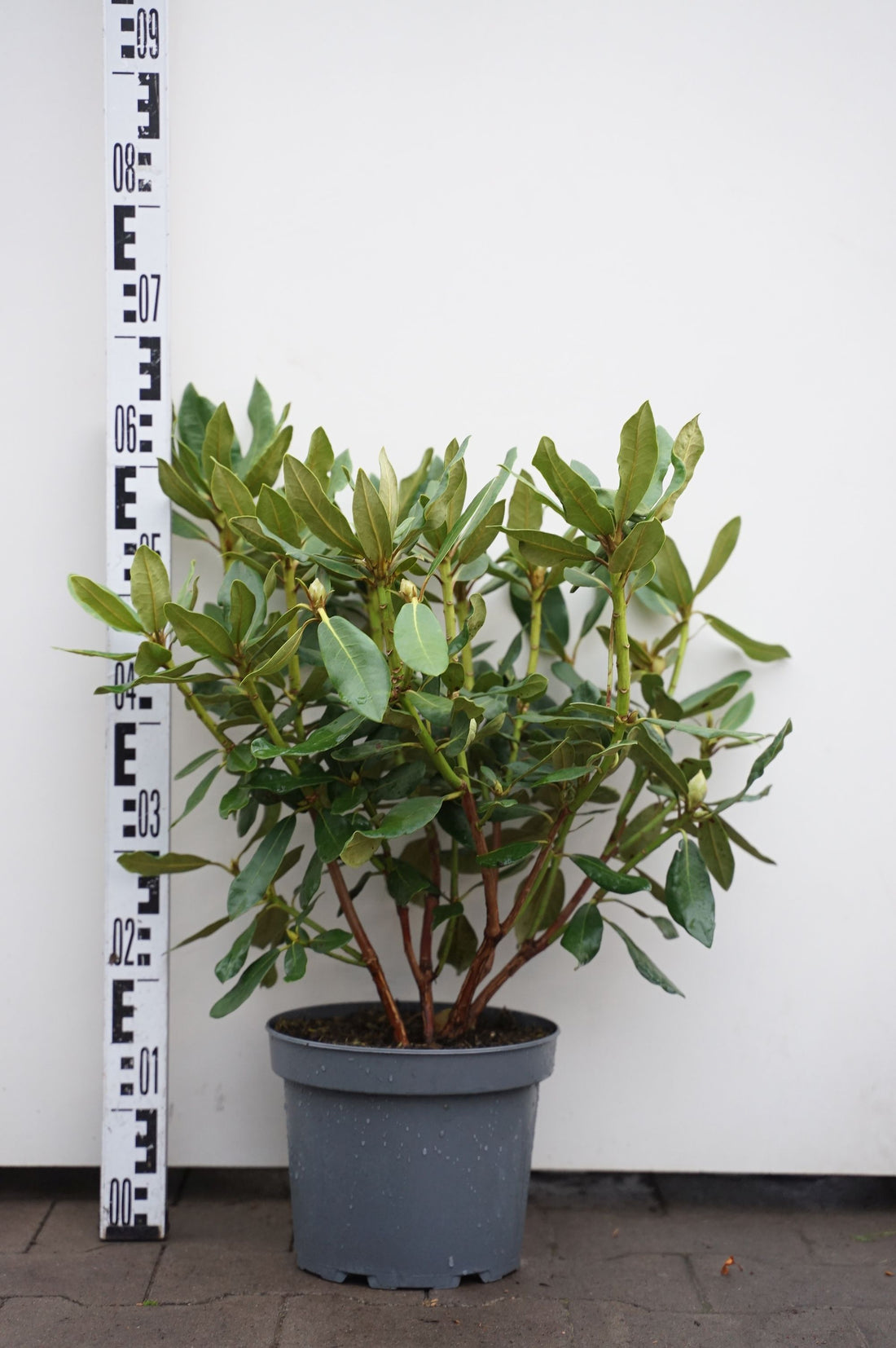 Rododendron &
