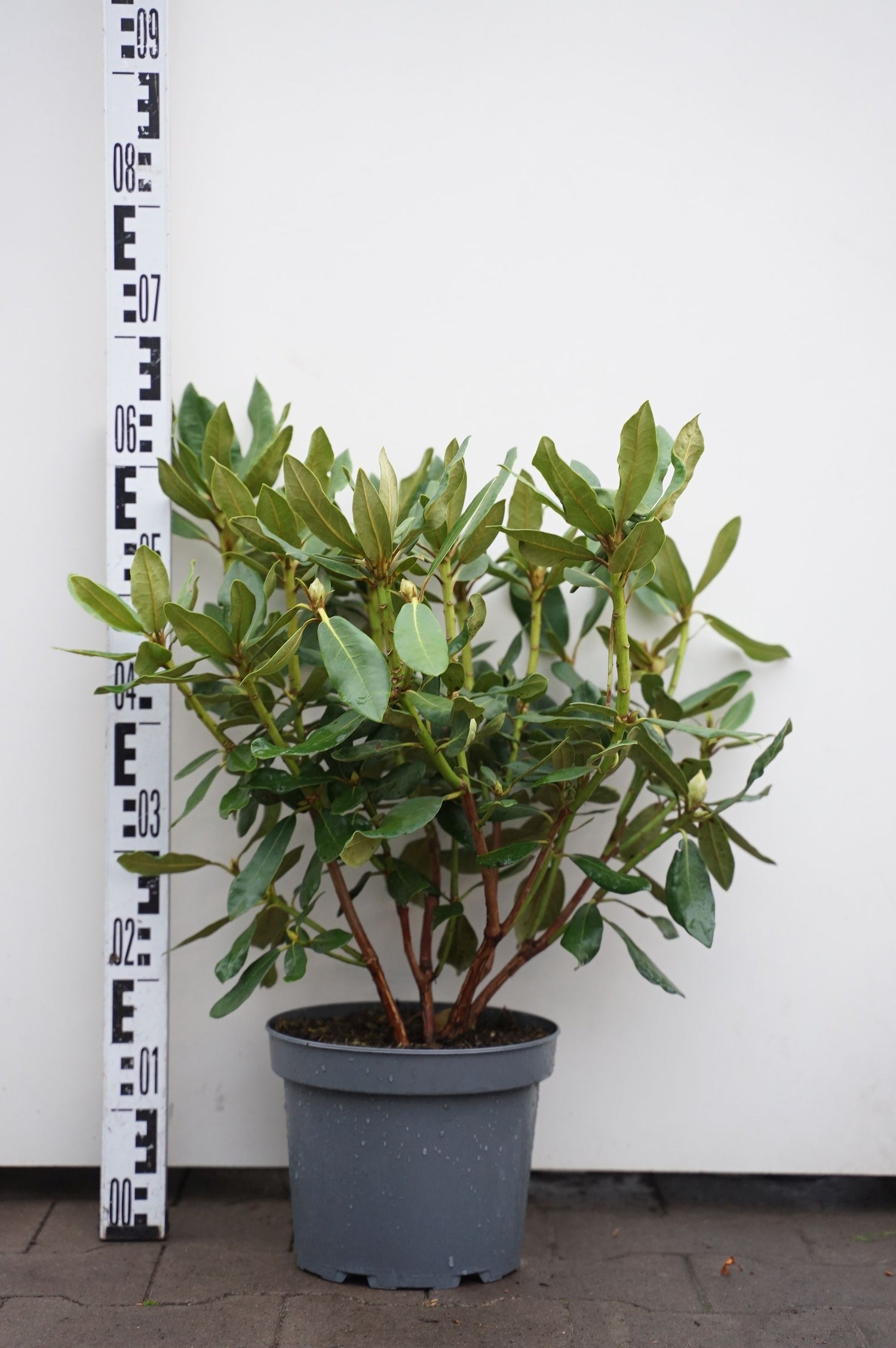 Rododendron &