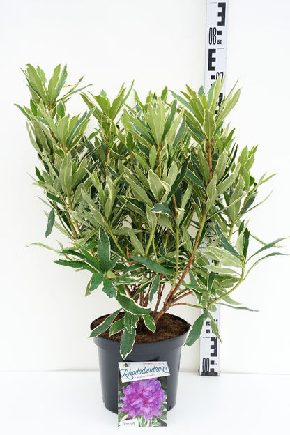 Rhododendron pont. &