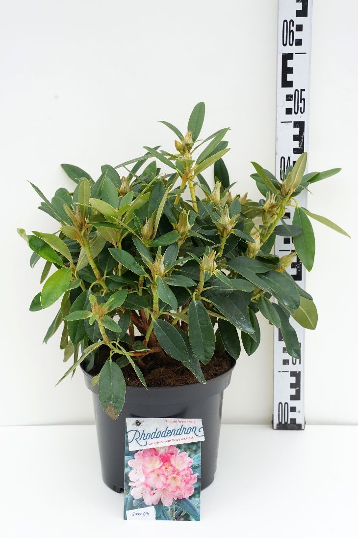 Rhododendron (Y) &