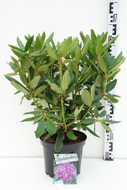 Rhododendron &