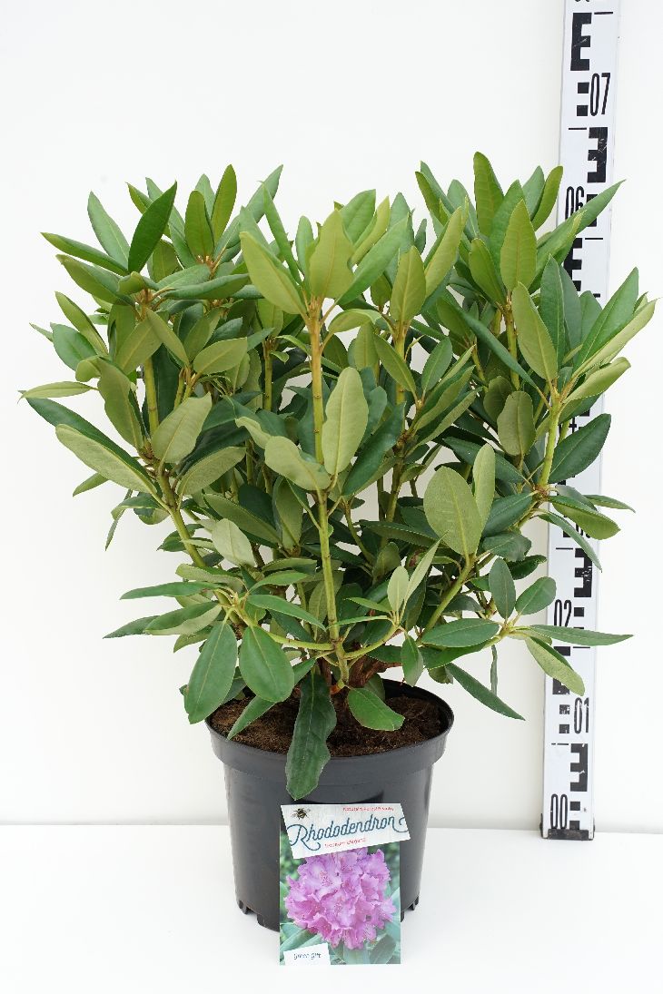 Rhododendron &