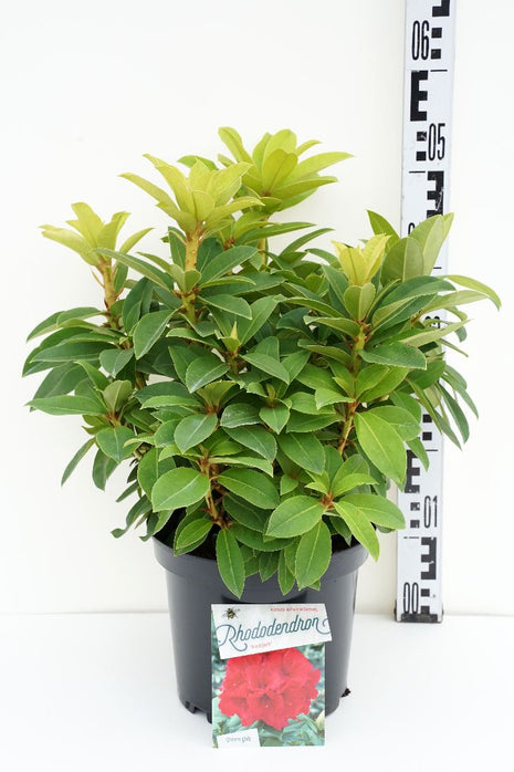 Rhododendron 'Red Jack'