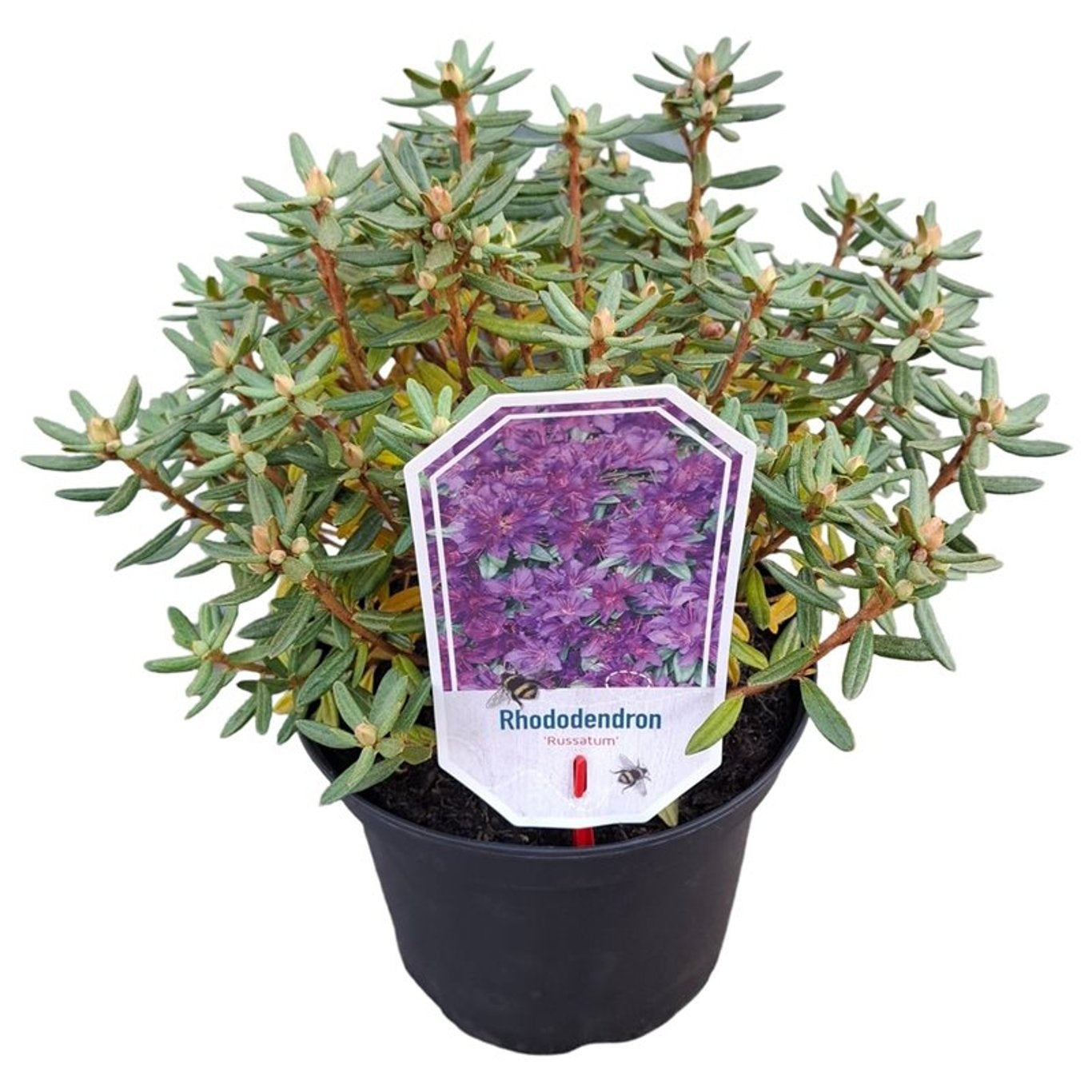 Rododendron russatum - C3/P19 25-30 CM