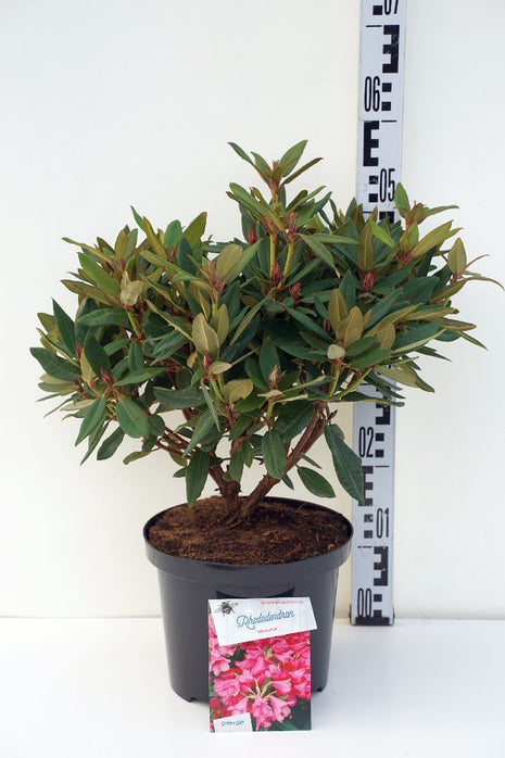 Rhododendron 'Winsome'