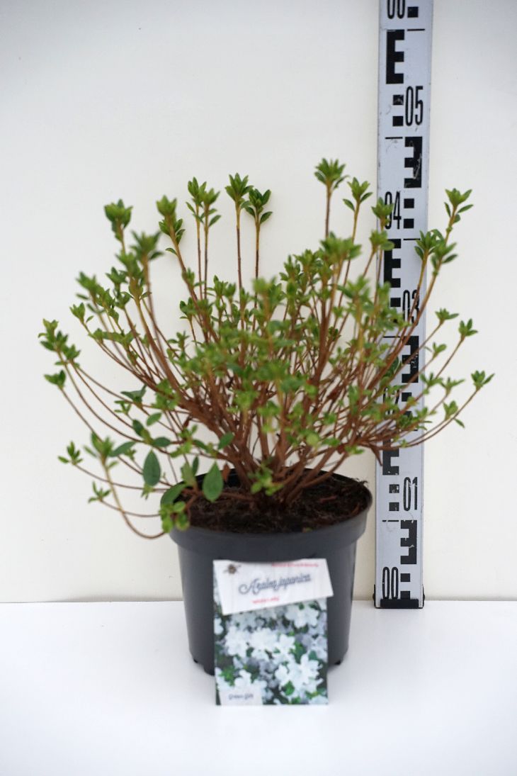 Rhododendron (AJ) &