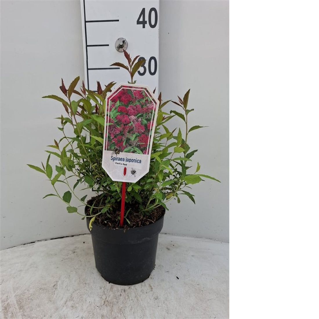 Spiraea jap. &