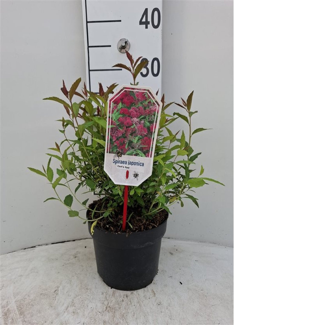 Spiraea japonica &