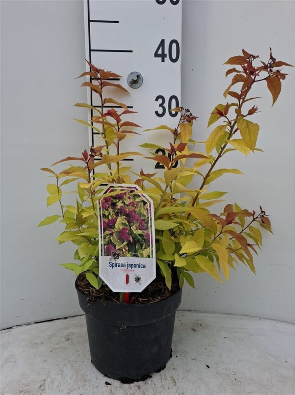 Spiraea jap. &
