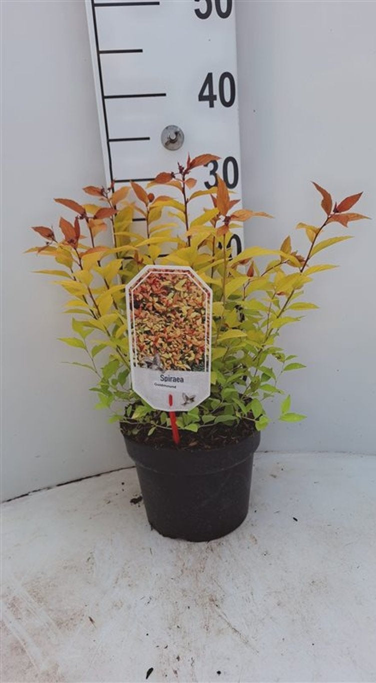 Spiraea japonica &