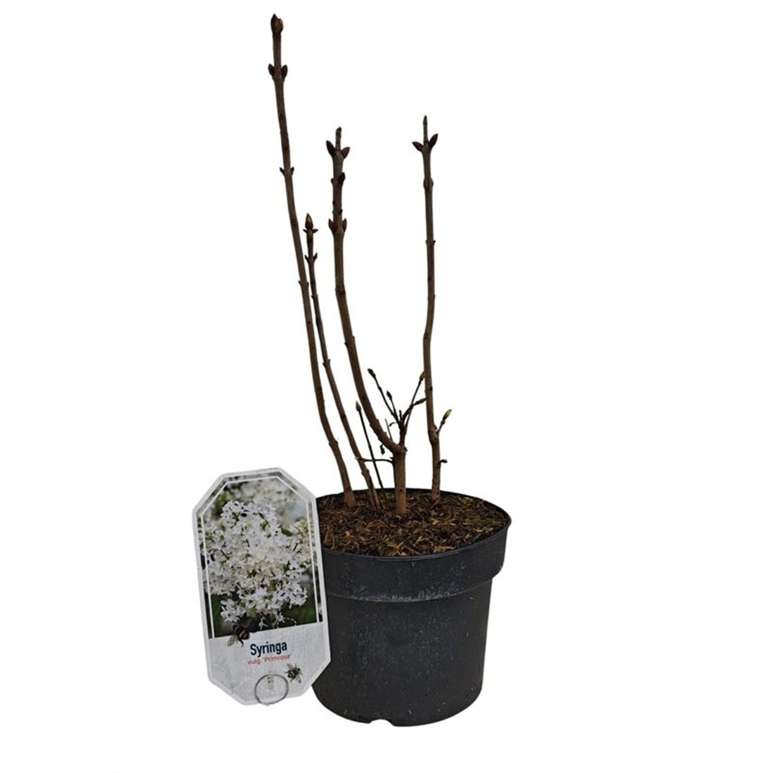 Syringa vulgaris &