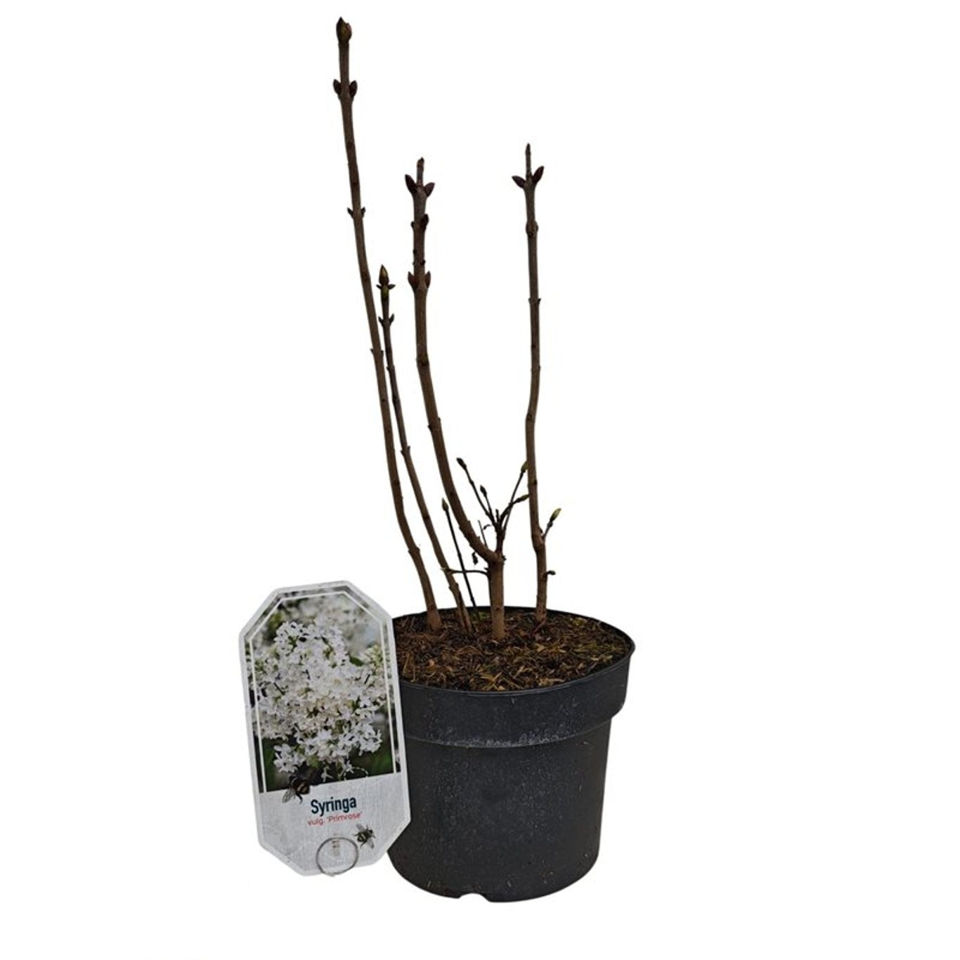 Syringa v. &