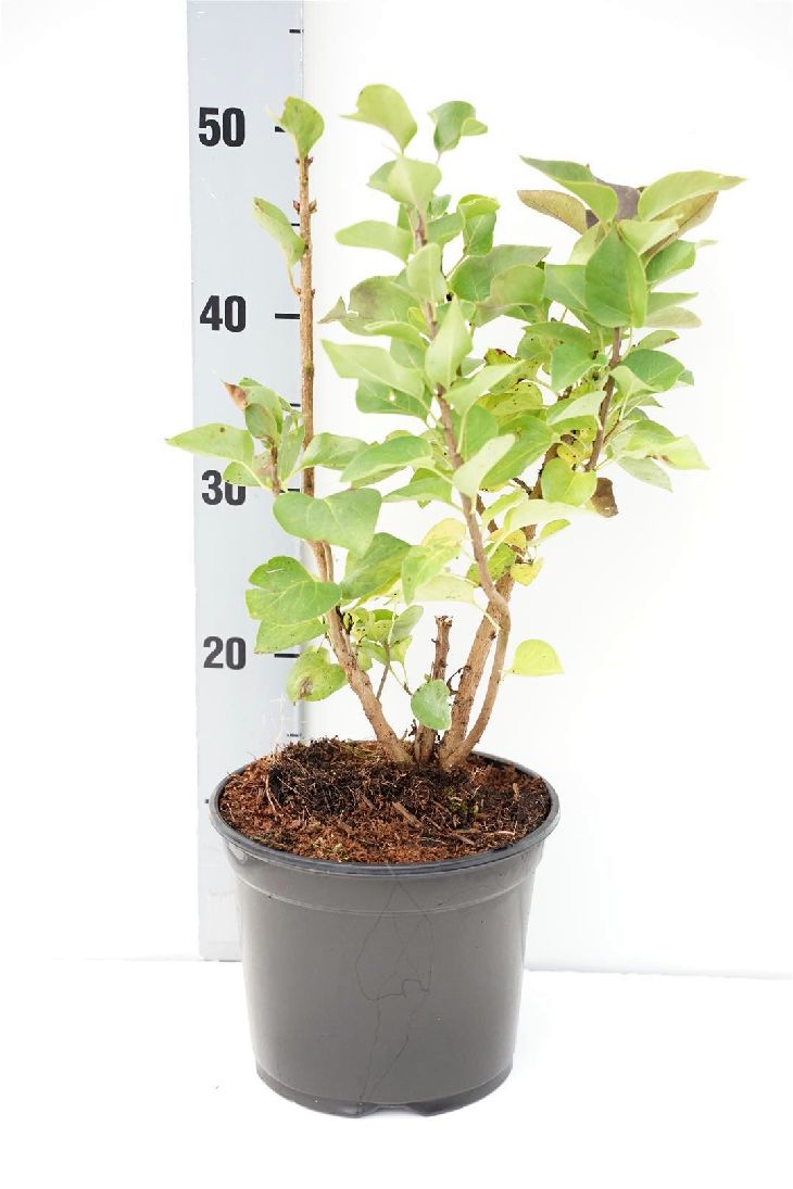Syren vulgaris - C3/P19 30-40 CM