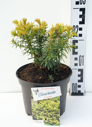 Taxus b. 'Summergold'