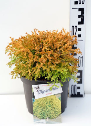 Thuja occ. 'Rheingold'