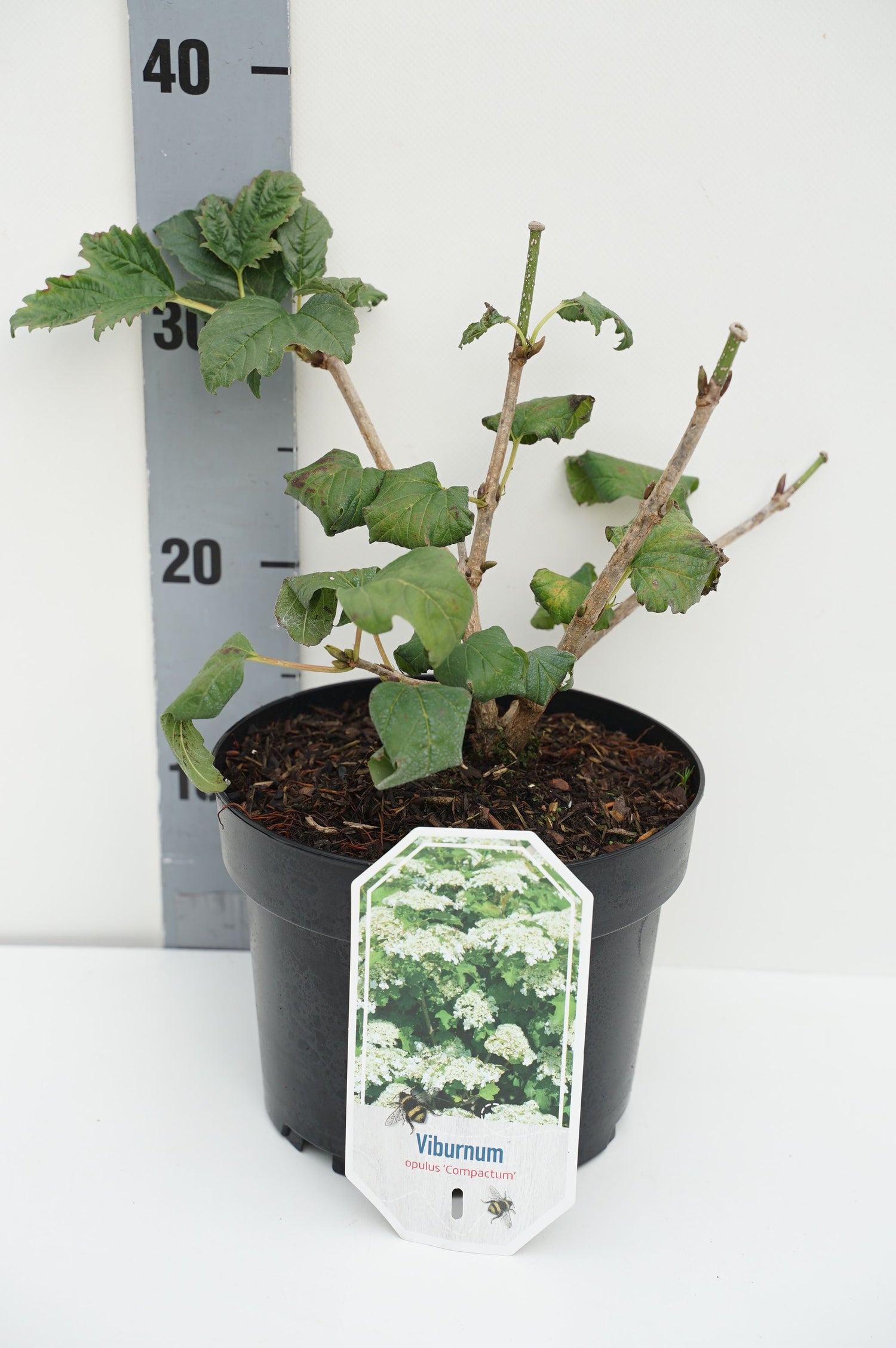 Olvon dentatum Blue Muffin - C3/P19 25-30 CM