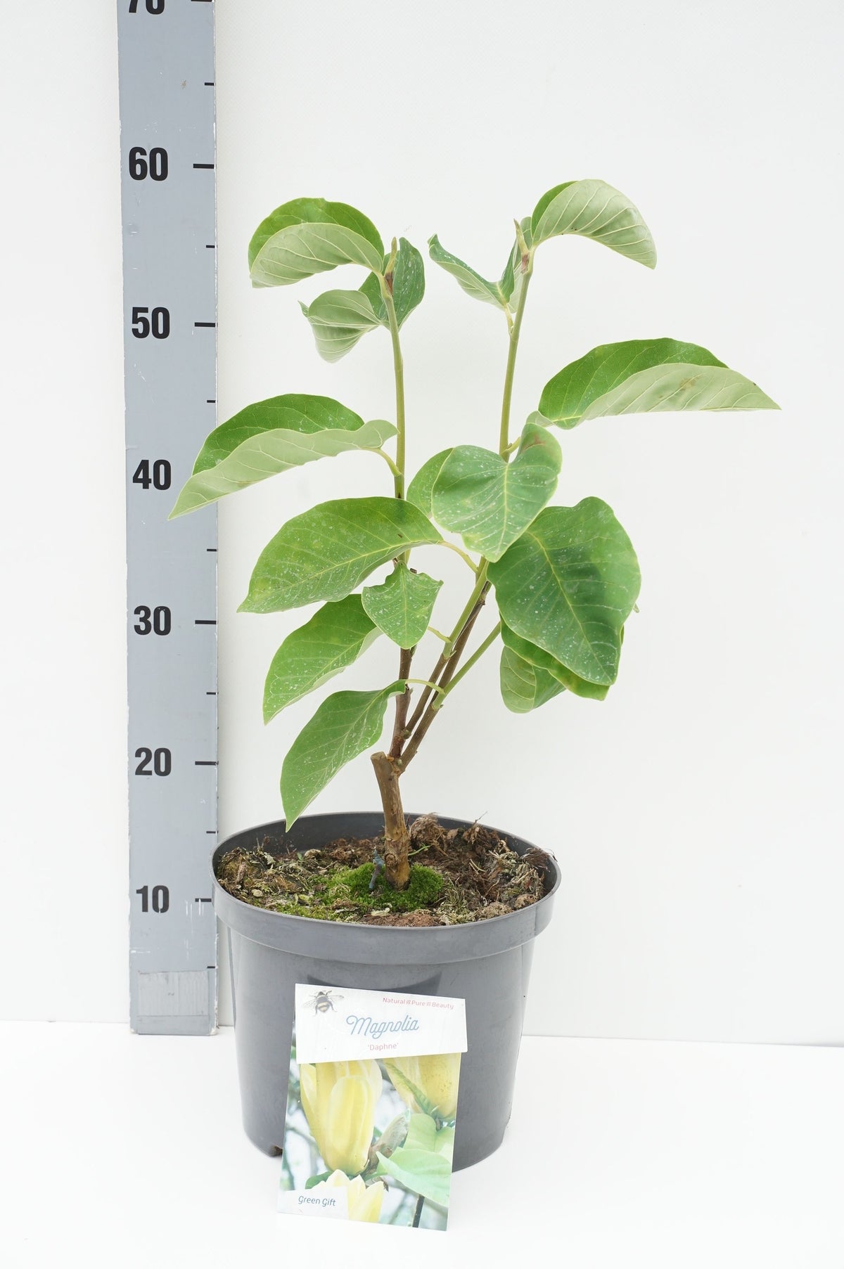 Magnolia &