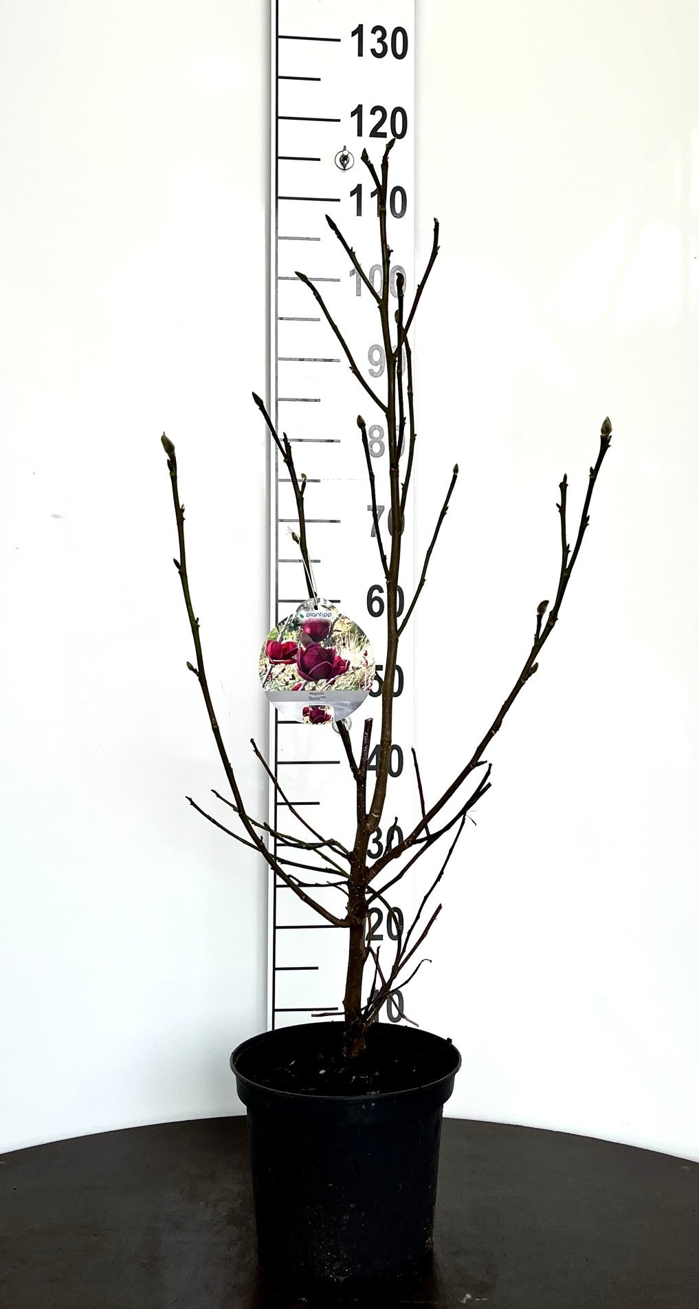 Magnolia &