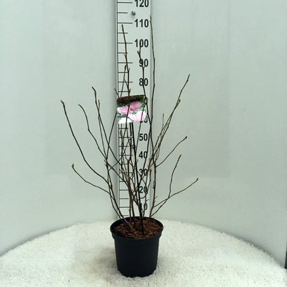 Magnolia &