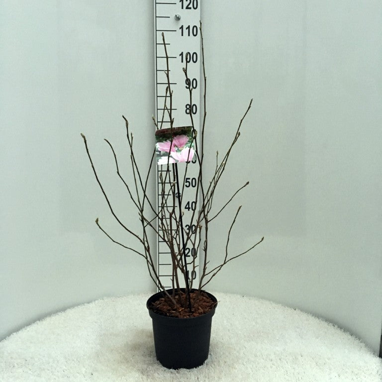 TW-2777442