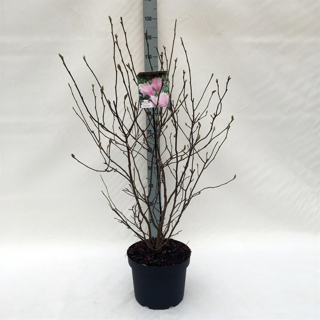 Magnolia &