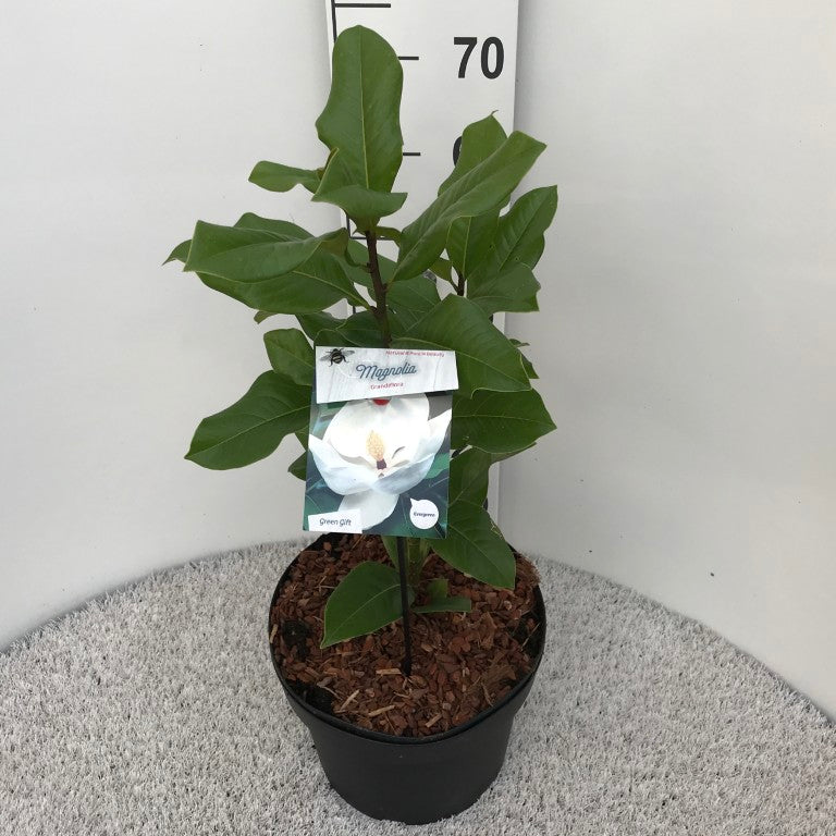 Magnolia grandiflora 16-18 cm stam C90 (90 liters kruka)