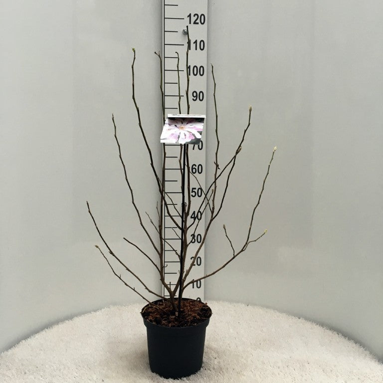 Magnolia loebneri &