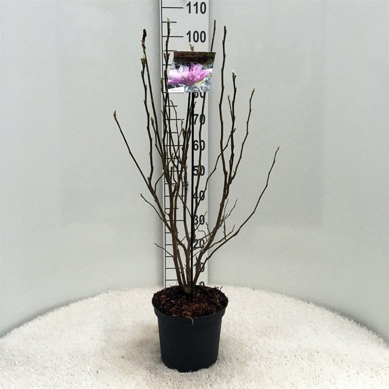Magnolia loebneri &