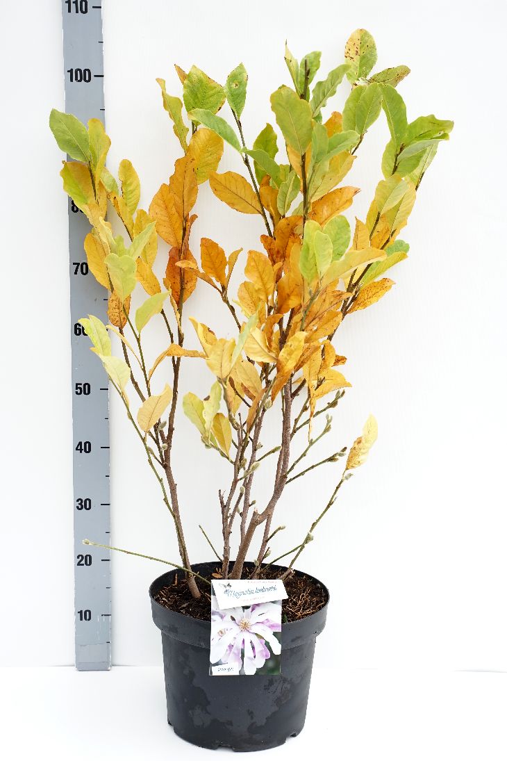 Magnolia loebneri &
