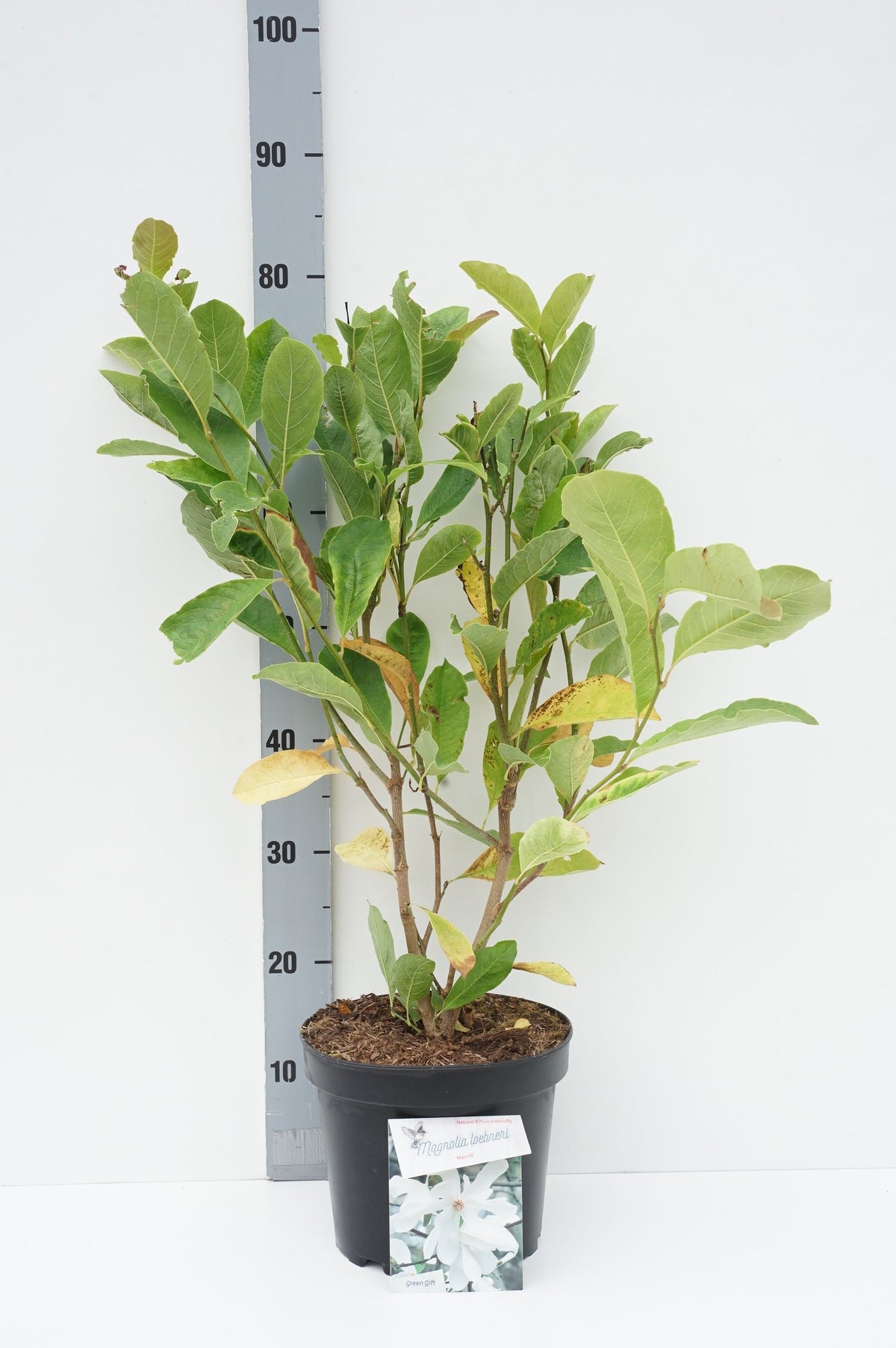 TW-2764194