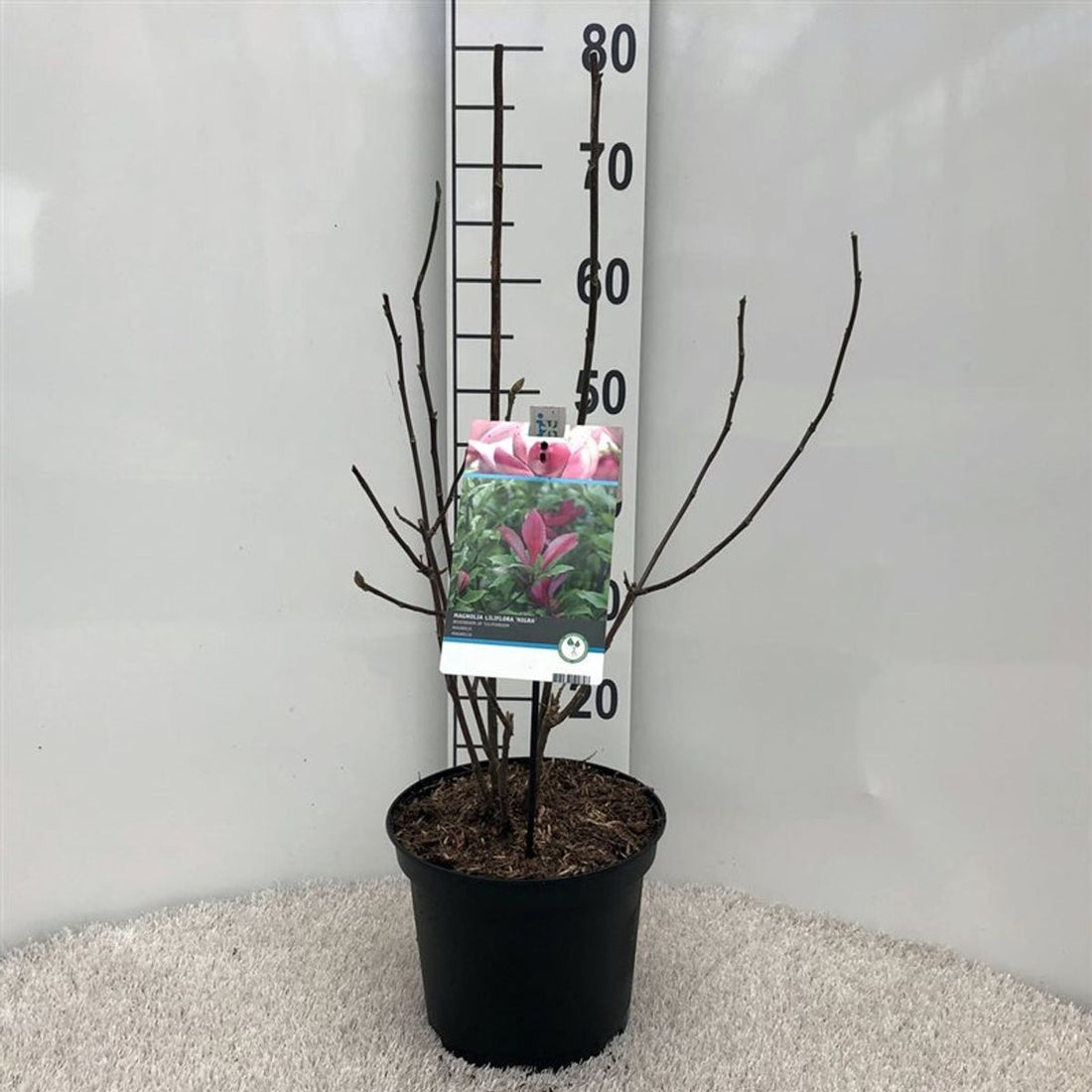 Magnolia liliiflora &