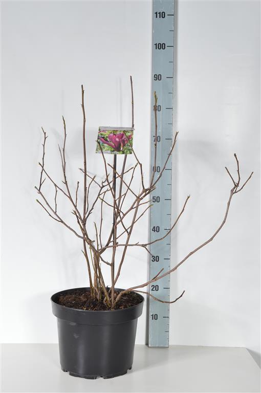 Magnolia liliiflora &