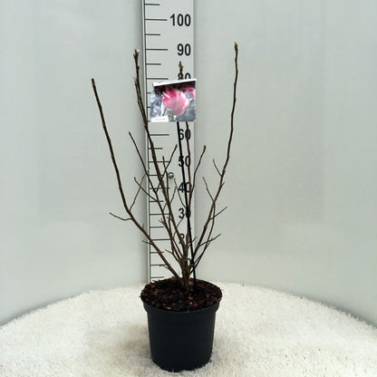 Magnolia &