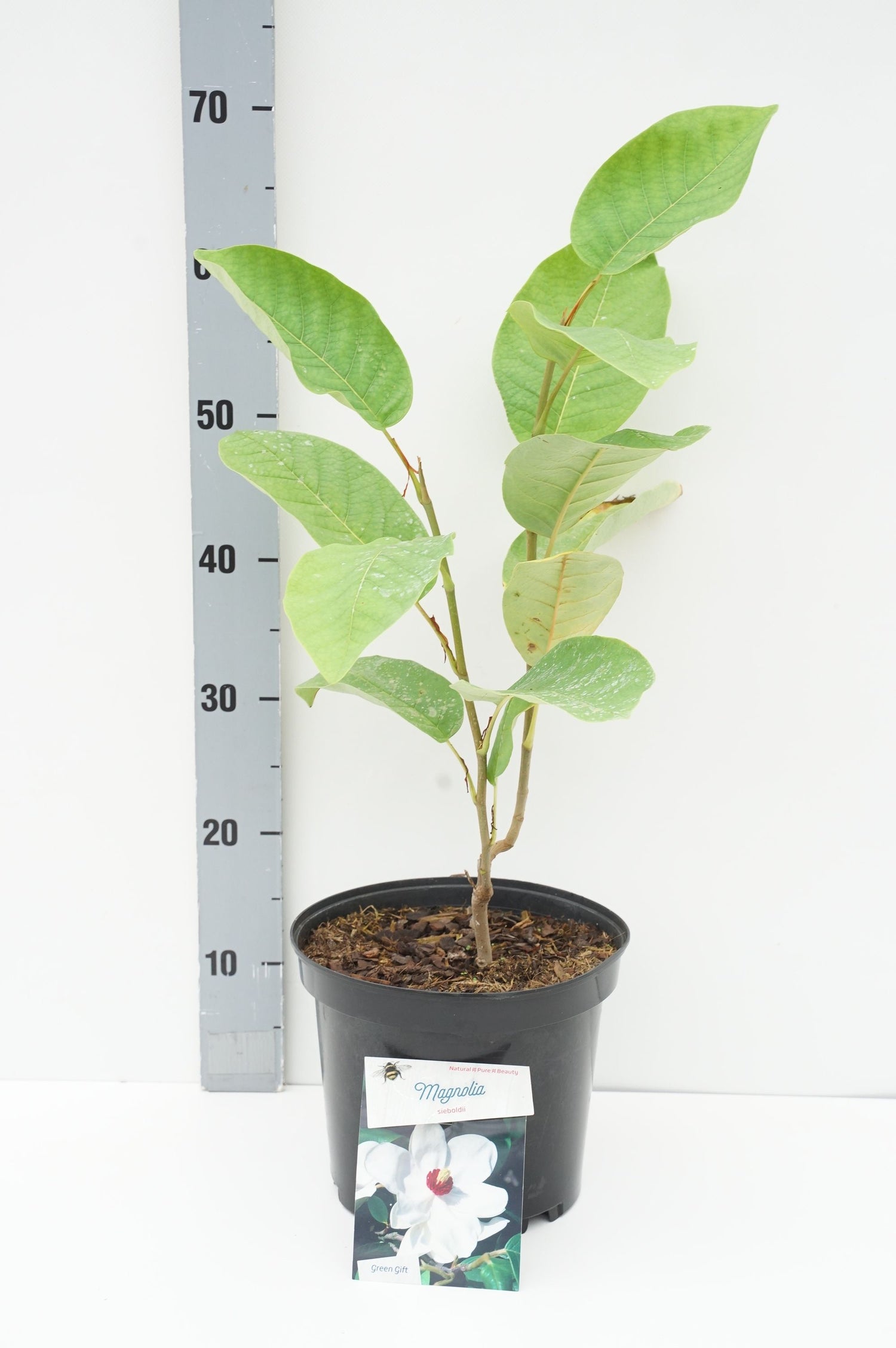 Magnolia sieboldii - C5/P23 30-40 CM