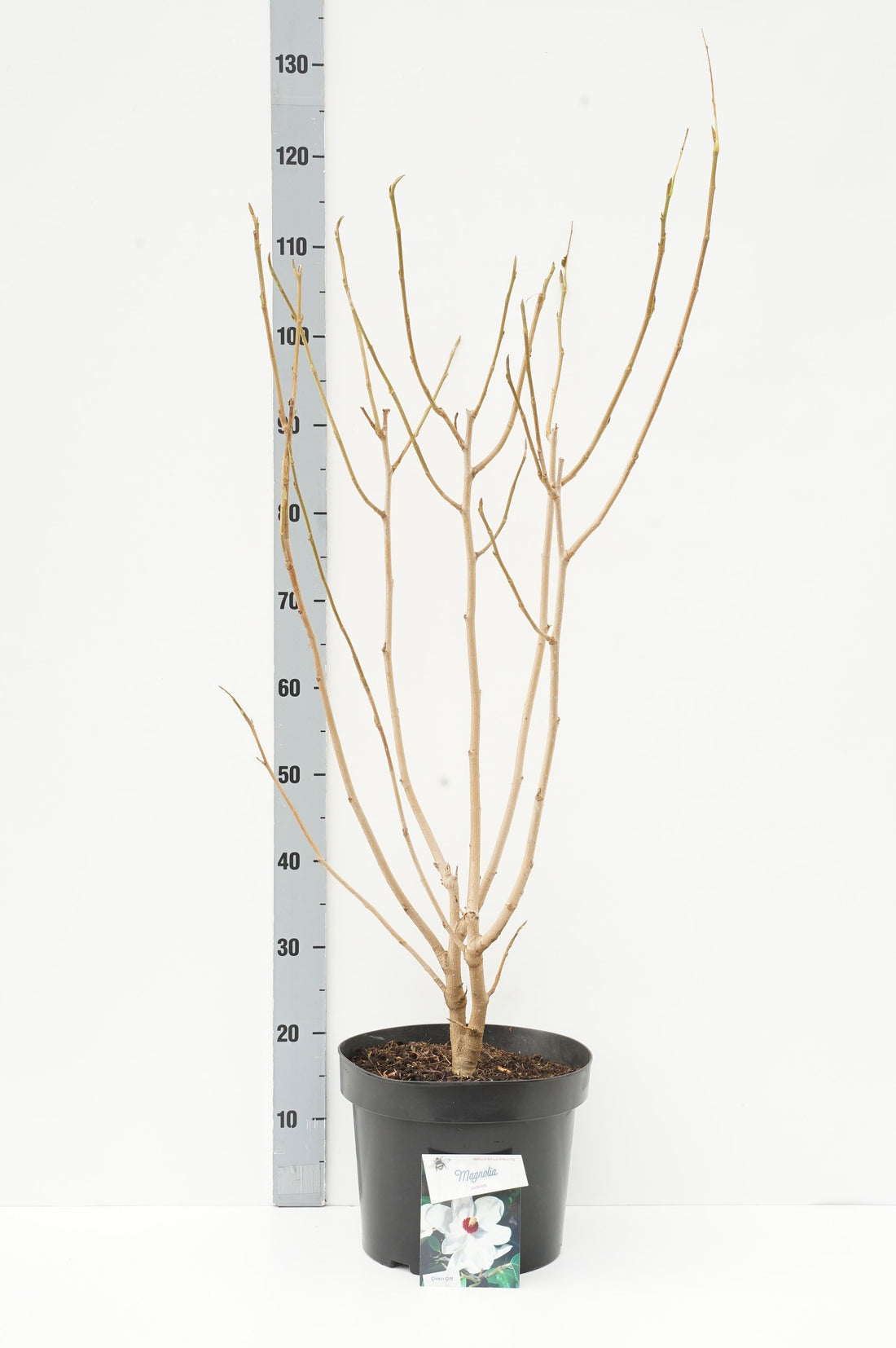 Magnolia sieboldii - C10 60-80 CM
