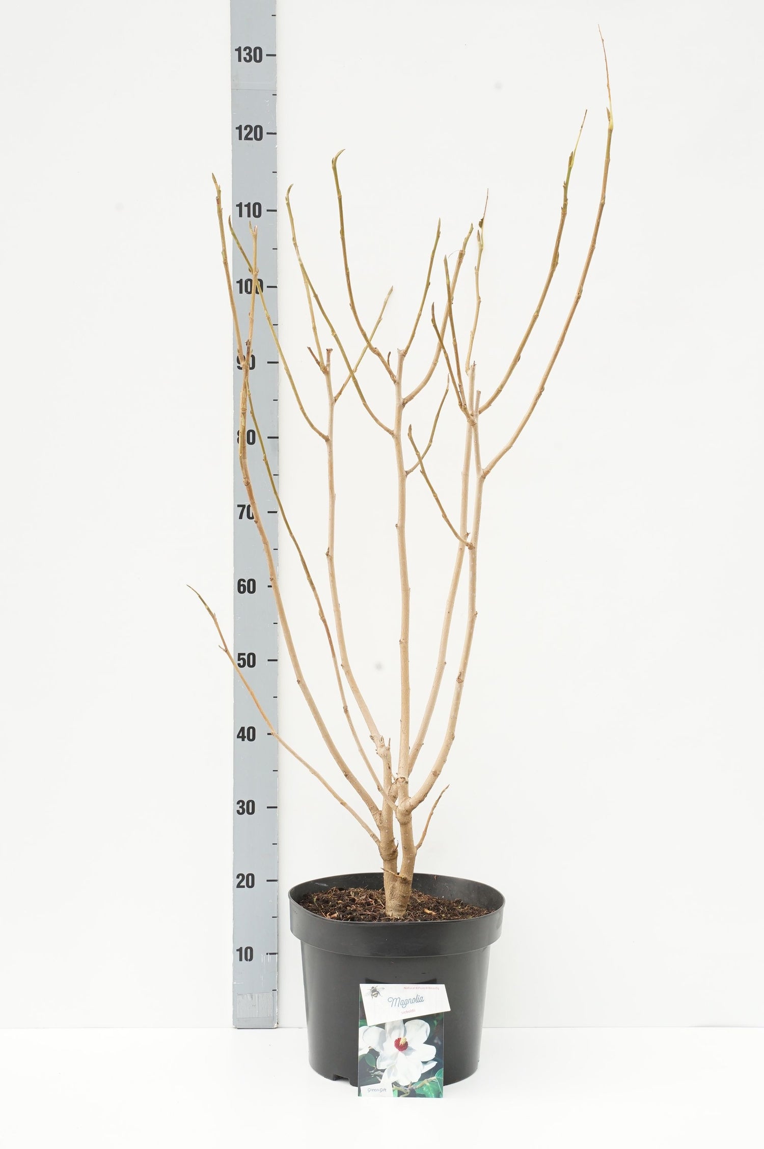 Magnolia sieboldii - C10 60-80 CM