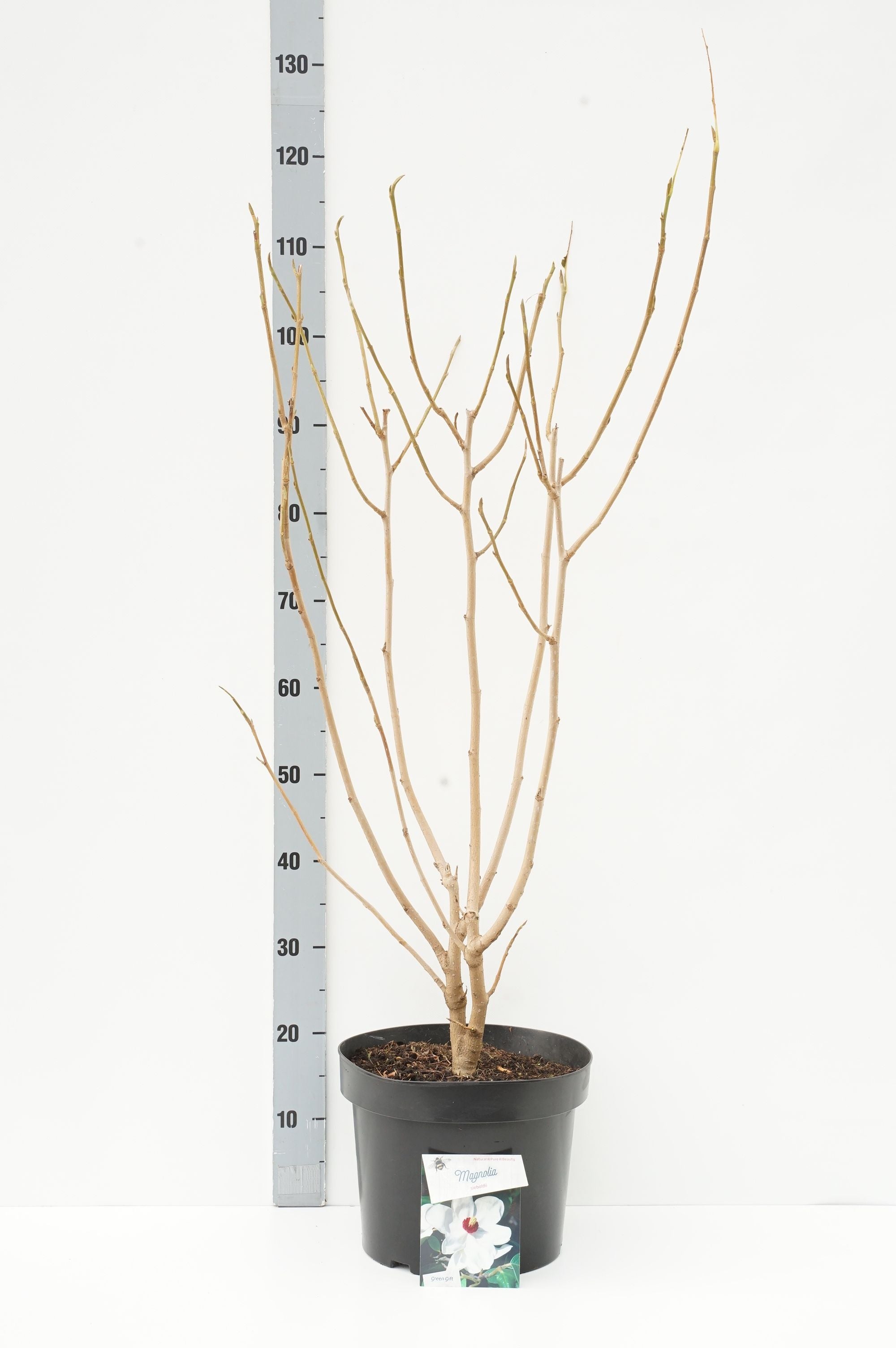 Magnolia sieboldii - C10 60-80 CM