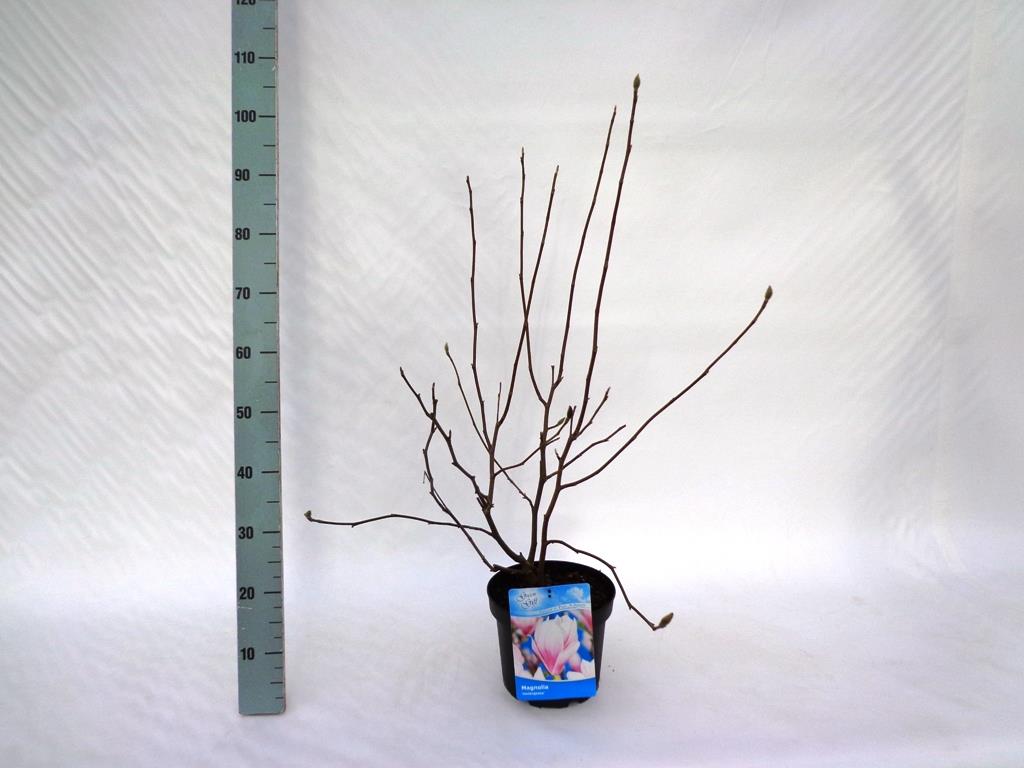 Magnolia soulangeana - C5/P23 60-80 CM