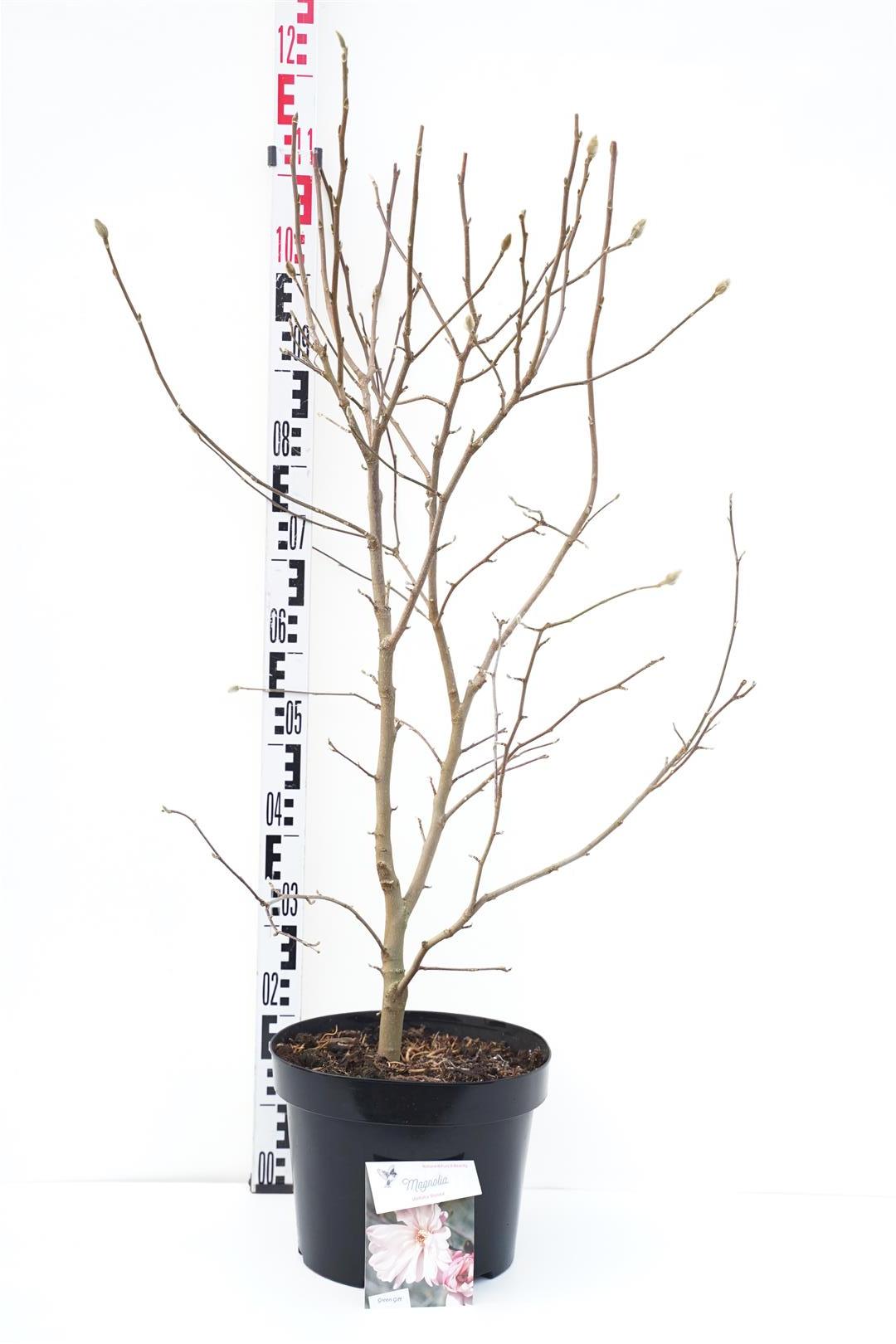Magnolia stellata &