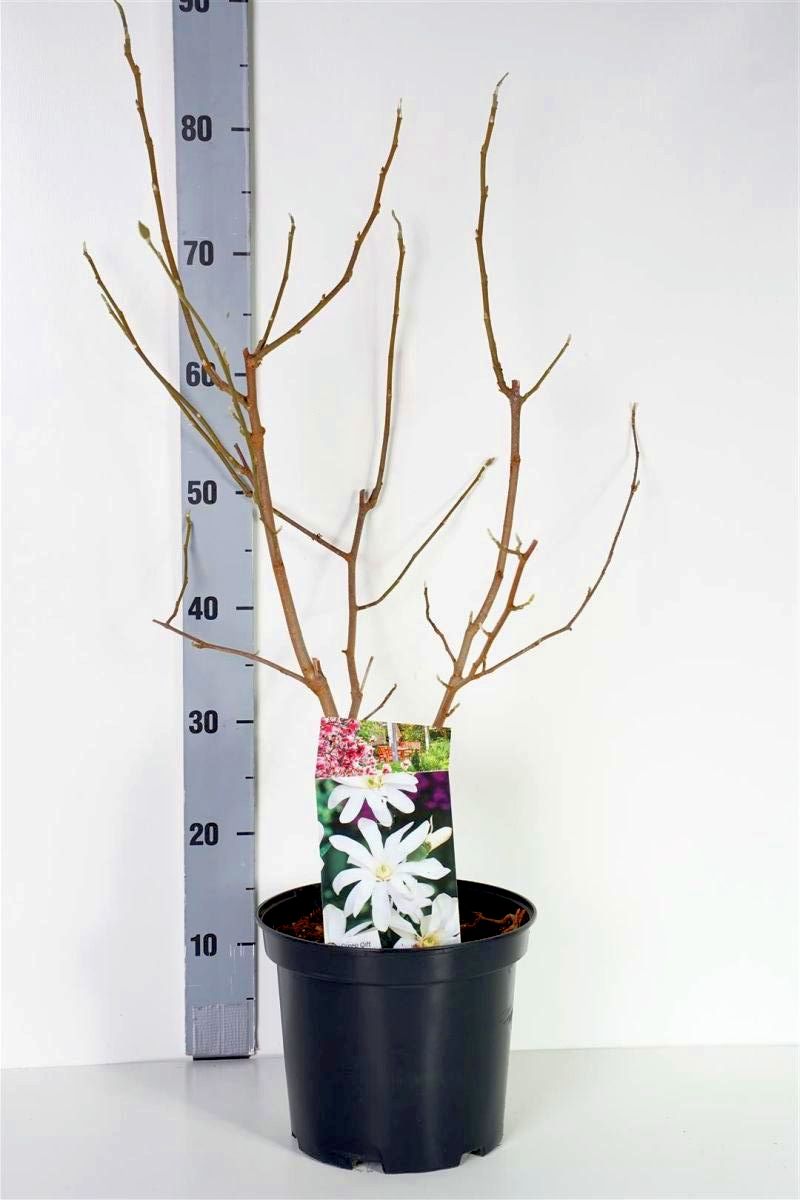 Magnolia stel. &