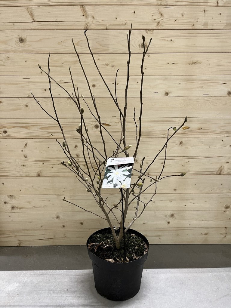 Magnolia stel. &